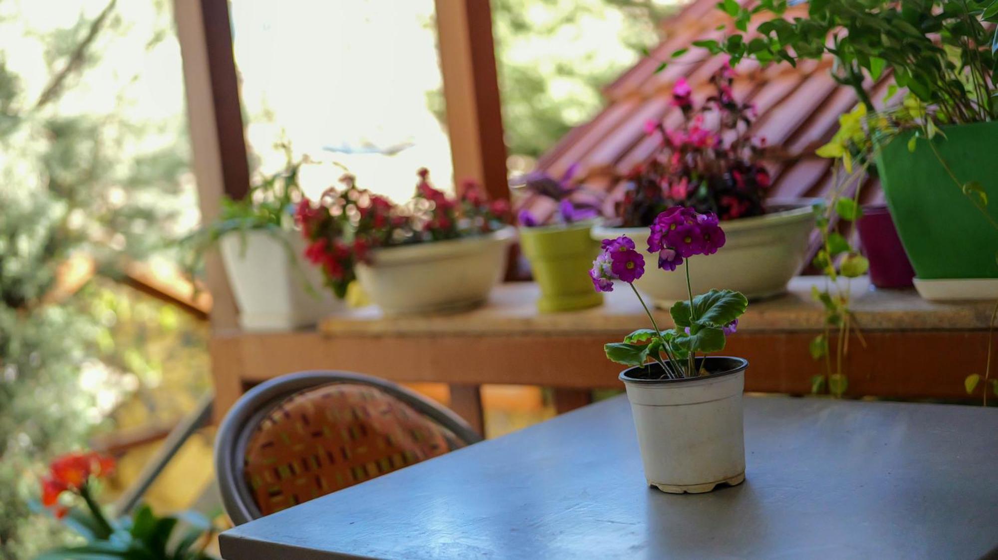 Shkodra Guest House & Trips 外观 照片